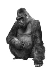 Gorilla, the family of primates on white isolated background - obrazy, fototapety, plakaty
