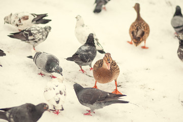 Fototapeta premium duck on the winter snow