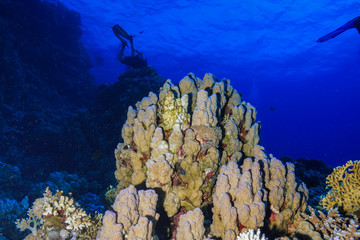 Coral reef at the Red Sea Egypt