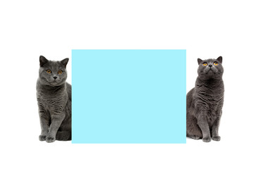 cats sit near the banner on a white background