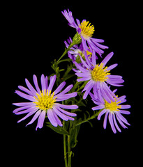 alpine aster isolated on a black background
