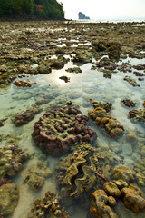 Giant clam (Tridacna gigas). Chicken Island. Krabi coast. Krabi province, Andaman Sea, Thailand, Asia