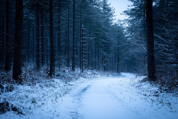 pine forest in snow