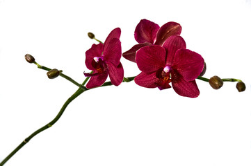 Purple orchid flower phalaenopsis, phalaenopsis, known as moth orchids or Mr. Dustini on a white...
