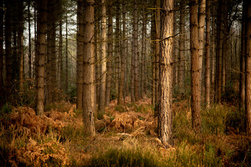Obraz premium pine forest trunks in sunlight 