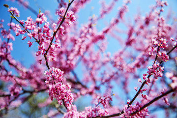 Cherry blossom tree branch