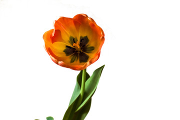 Spring flower, opened red tulip on white background