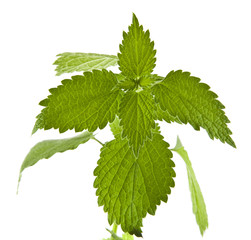 nettle isolated on white background