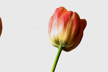 Spring flower, red tulip on a white background