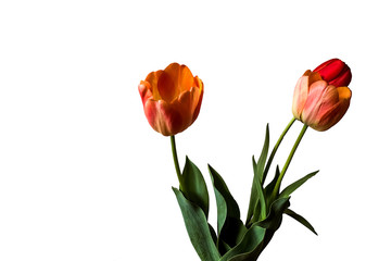 Obraz premium Spring flowers, three red tulips on white background
