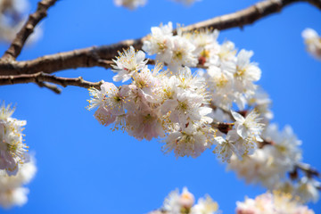 桜の花　春イメージ
