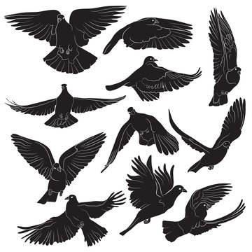 Set of isolated flying birds silhouettes. Vector illustration