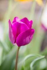 チューリップの花　春イメージ