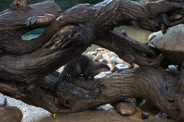 Fototapeta premium Little otter in zoo park on wooden surface , climbing
