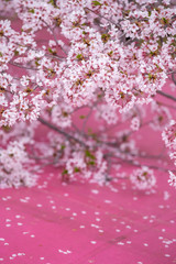 桜の花　春イメージ