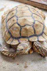 ケヅメリクガメ