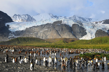 Obraz premium Kolonie Königspinguine