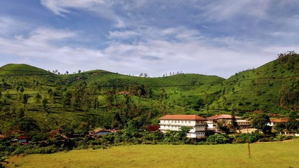 tea fields plantation in india munnar