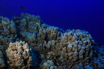 Coral Reef at the Red Sea Egypt