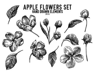 Vector collection of hand drawn black and white apple flowers