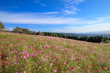 コスモス畑　秋イメージ