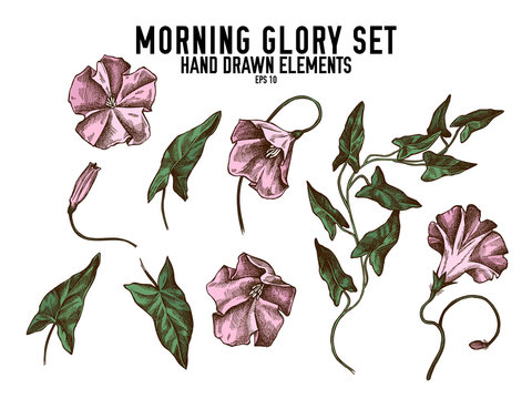 Vector collection of hand drawn colored  morning glory