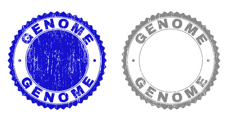 Grunge GENOME stamp seals isolated on a white background. Rosette seals with grunge texture in blue and gray colors. Vector rubber stamp imprint of GENOME tag inside round rosette.