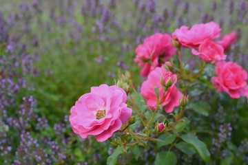Obraz premium Beautiful roses in the garden