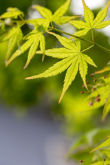 緑のモミジ　初夏イメージ
