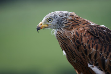 Red Kite
