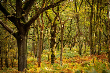 woodland trees in autumn sunlight