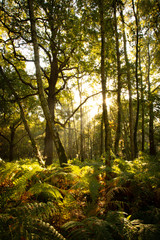 Fototapeta na wymiar woodland trees in autumn sunlight