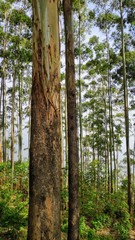 Obraz premium trees in forest