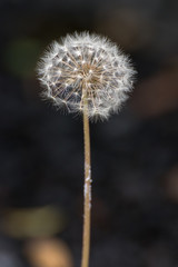 たんぽぽの綿毛