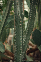 Selective focus close-up top-view shot on Golden barrel cactus (Echinocactus grusonii) cluster....