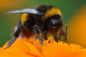Macro of a bumblebee on an orange Marigold flower in a summer day
