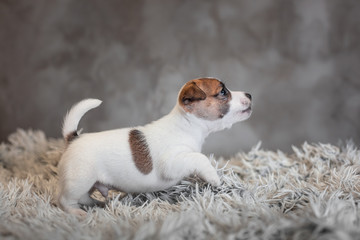 Jack Russell Terrier puppy with spots on the muzzle, stands on a terry rug with a white pile on a gray background