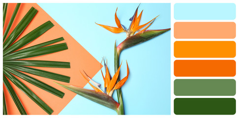 Flat lay composition with tropical leaf and strelitzia flowers on blue background. Color palette