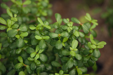 Selective focus close-up top-view shot on Golden barrel cactus (Echinocactus grusonii) cluster. well known species of cactus, endemic to east-central Mexico widely cultivated as an ornamental plant.