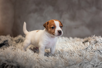 Jack Russell Terrier puppy with spots on the muzzle, stands on a terry rug with a white pile on a gray background