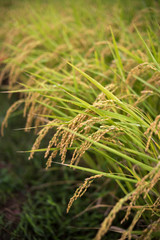 稲穂　秋イメージ