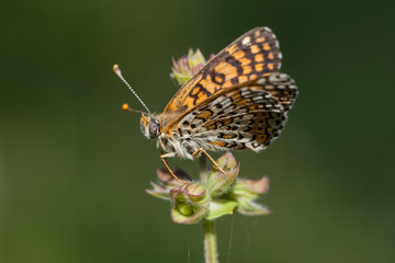 Fototapeta na wymiar Butterfly in natural environment