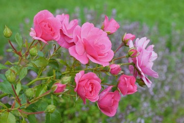 Beautiful roses in the garden