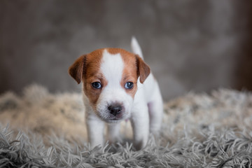 Jack Russell Terrier puppy with spots on the muzzle, stands on a terry rug with a white pile on a gray background