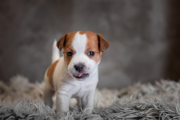 Jack Russell Terrier puppy with spots on the muzzle, stands on a terry rug with a white pile on a gray background