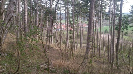 Wald Stadt