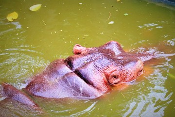 hippopotamus 