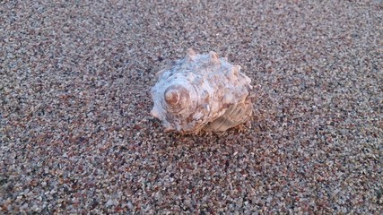 Muschel Einsiedlerkrebs