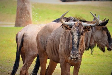 Blue Wildebeest 
