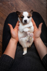 Jack Russell Terrier puppy lying on its back in the hands of a girl